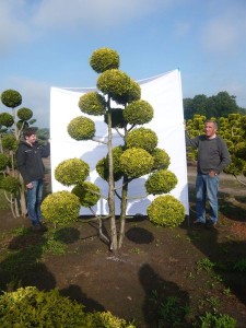 Garten-Bonsai – ideales Highlight für einen Japan-Garten