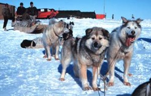 Hundeschlitten Touren im Yukon