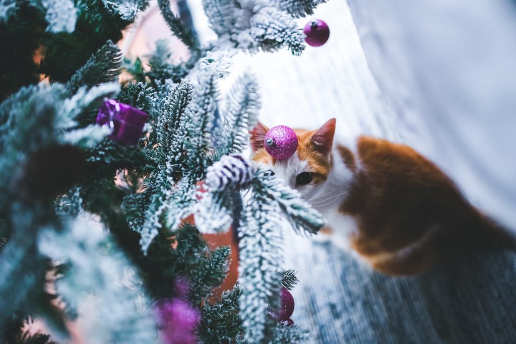 kaboompics.com_Cat under the Christmas Tree