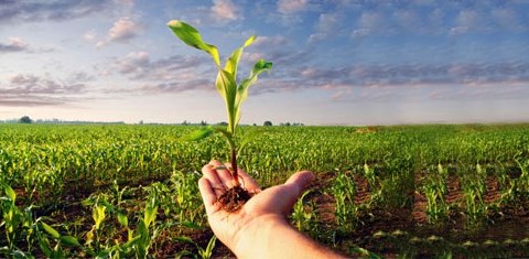 Crop Protection