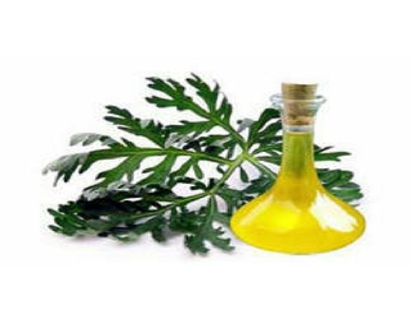 Davana Oil