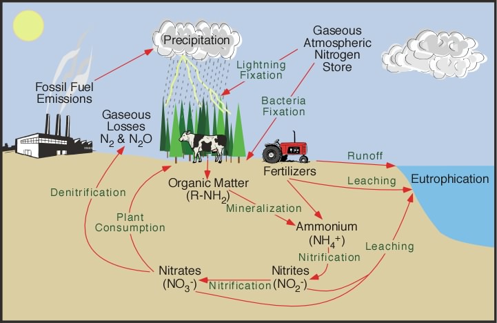 Organic Nitrogen And Phosphate Market