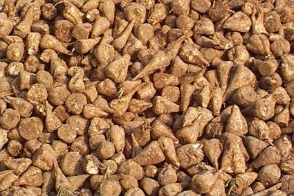 Sugarbeet Seeds market