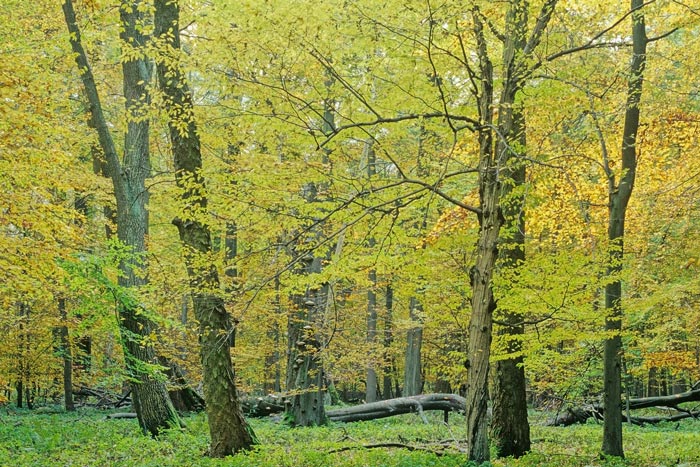 Herbst im Nationalpark Hainich