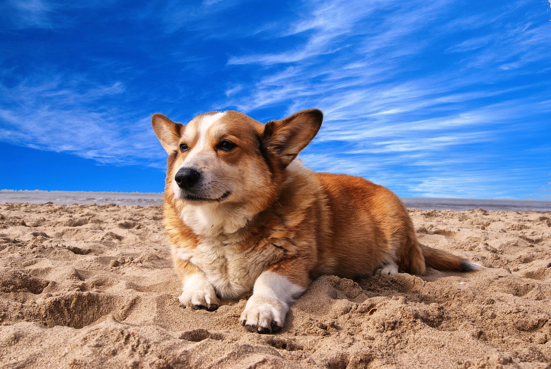 Feriendomizile mit Hund in St. Peter-Ording - Ferienwohnungen und Ferienhäuser für die Herbstferien mit Hund